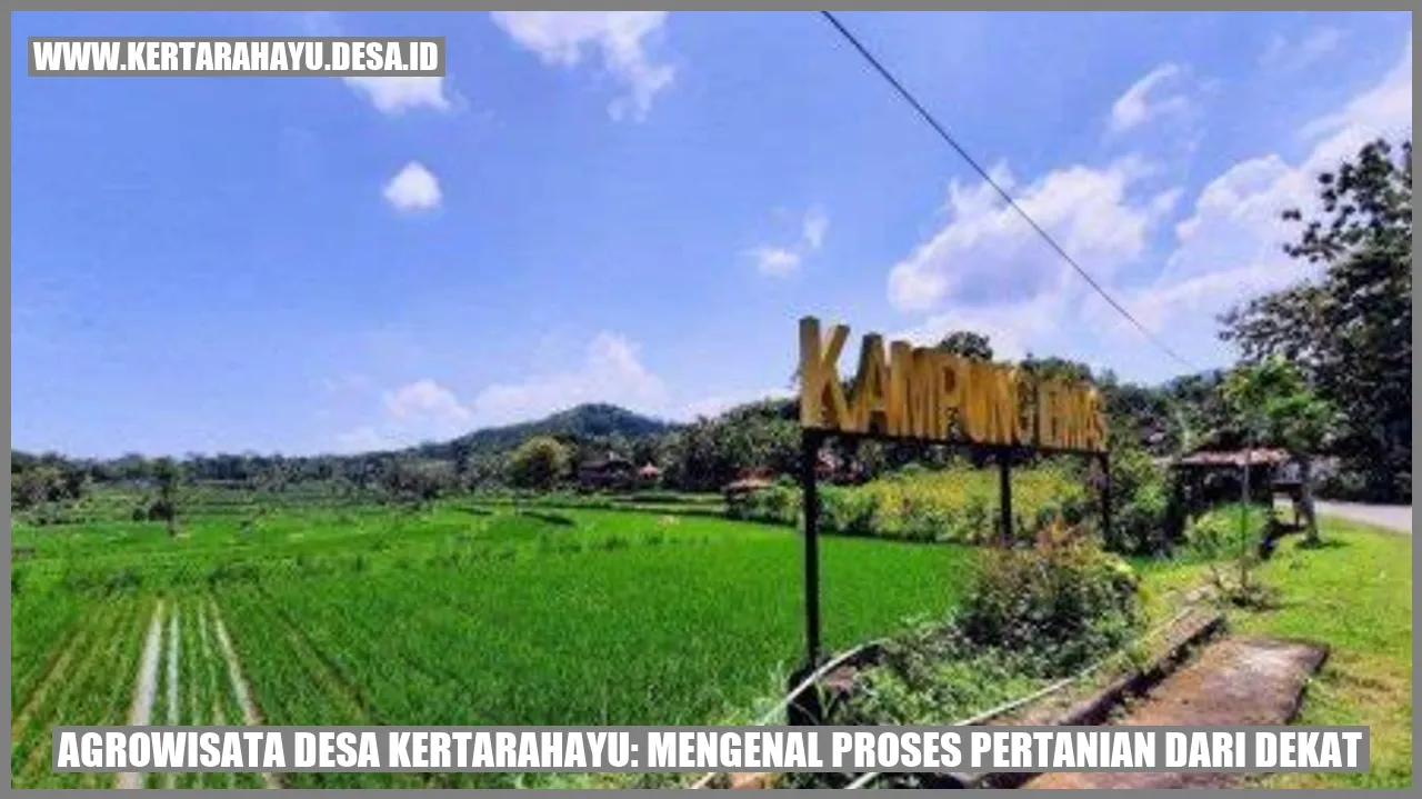 Agrowisata Desa kertarahayu: Mengenal Proses Pertanian dari Dekat