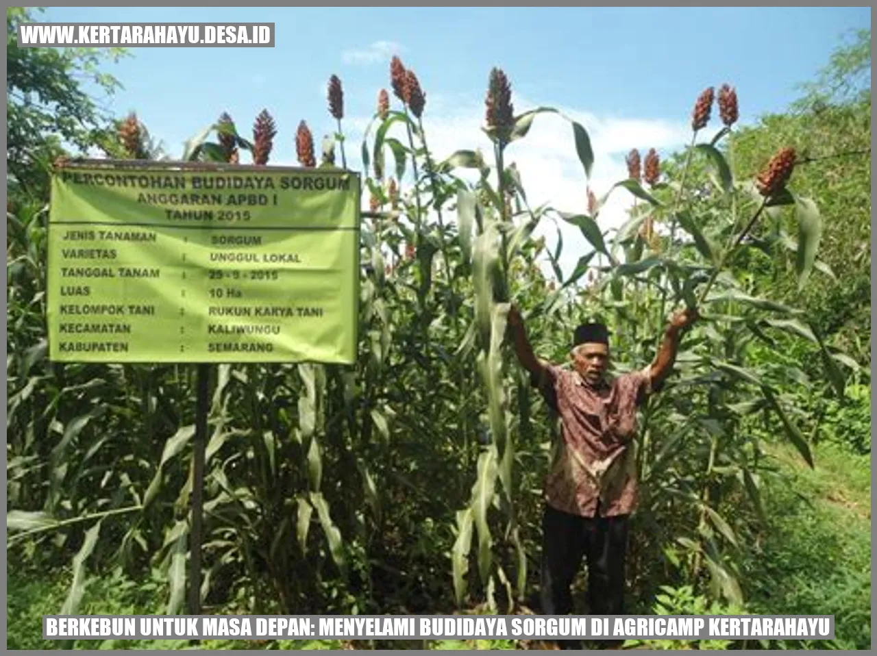 Berkebun untuk Masa Depan: Menyelami Budidaya Sorgum di Agricamp Kertarahayu