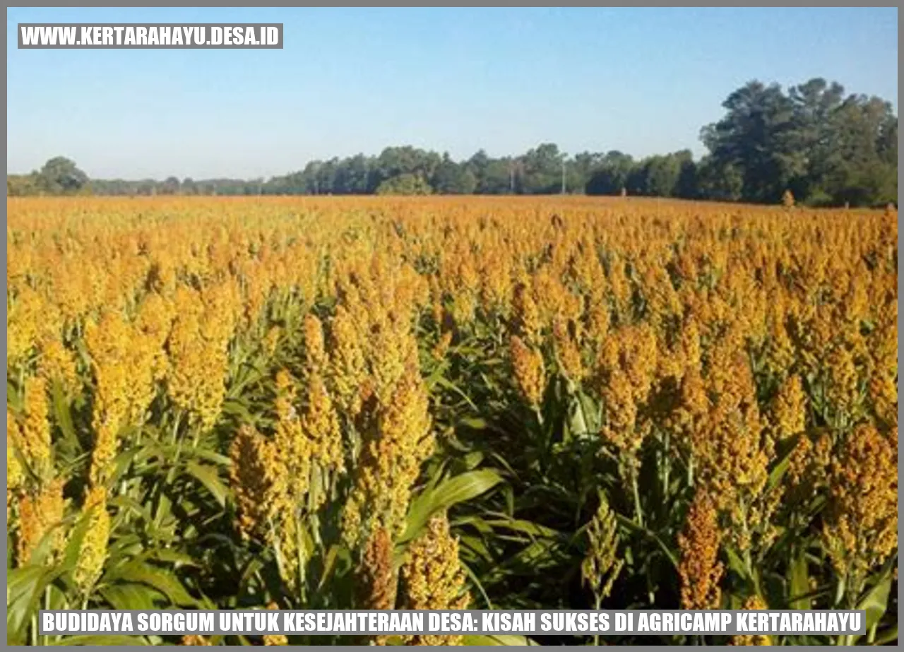 Budidaya Sorgum untuk Kesejahteraan Desa: Kisah Sukses di Agricamp Kertarahayu