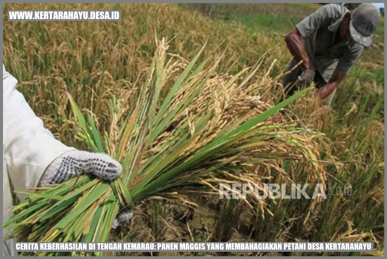 Cerita Keberhasilan di Tengah Kemarau: Panen Maggis yang Membahagiakan Petani Desa Kertarahayu