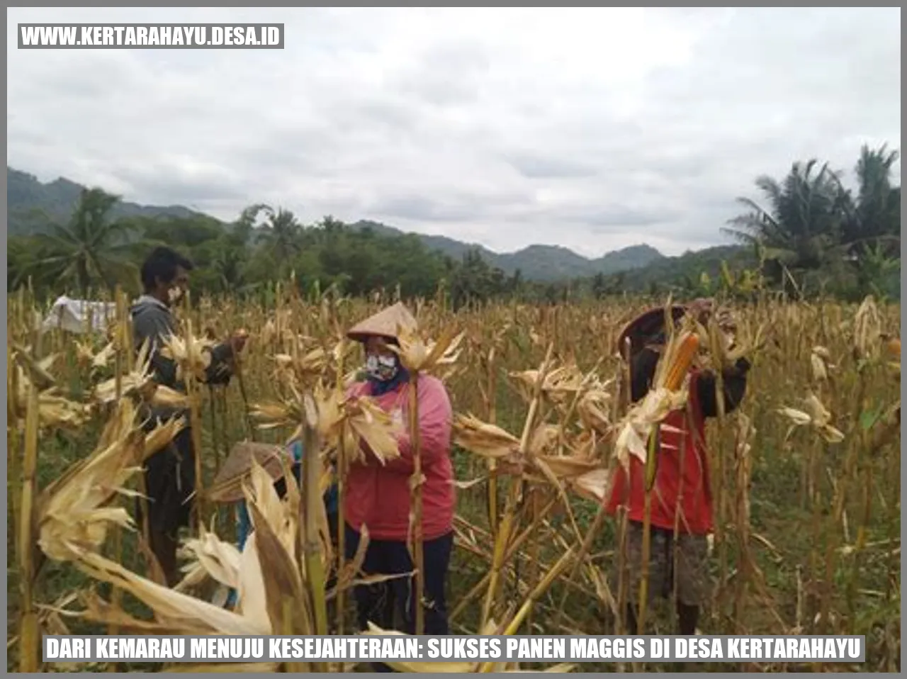 Dari Kemarau Menuju Kesejahteraan: Sukses Panen Maggis di Desa Kertarahayu