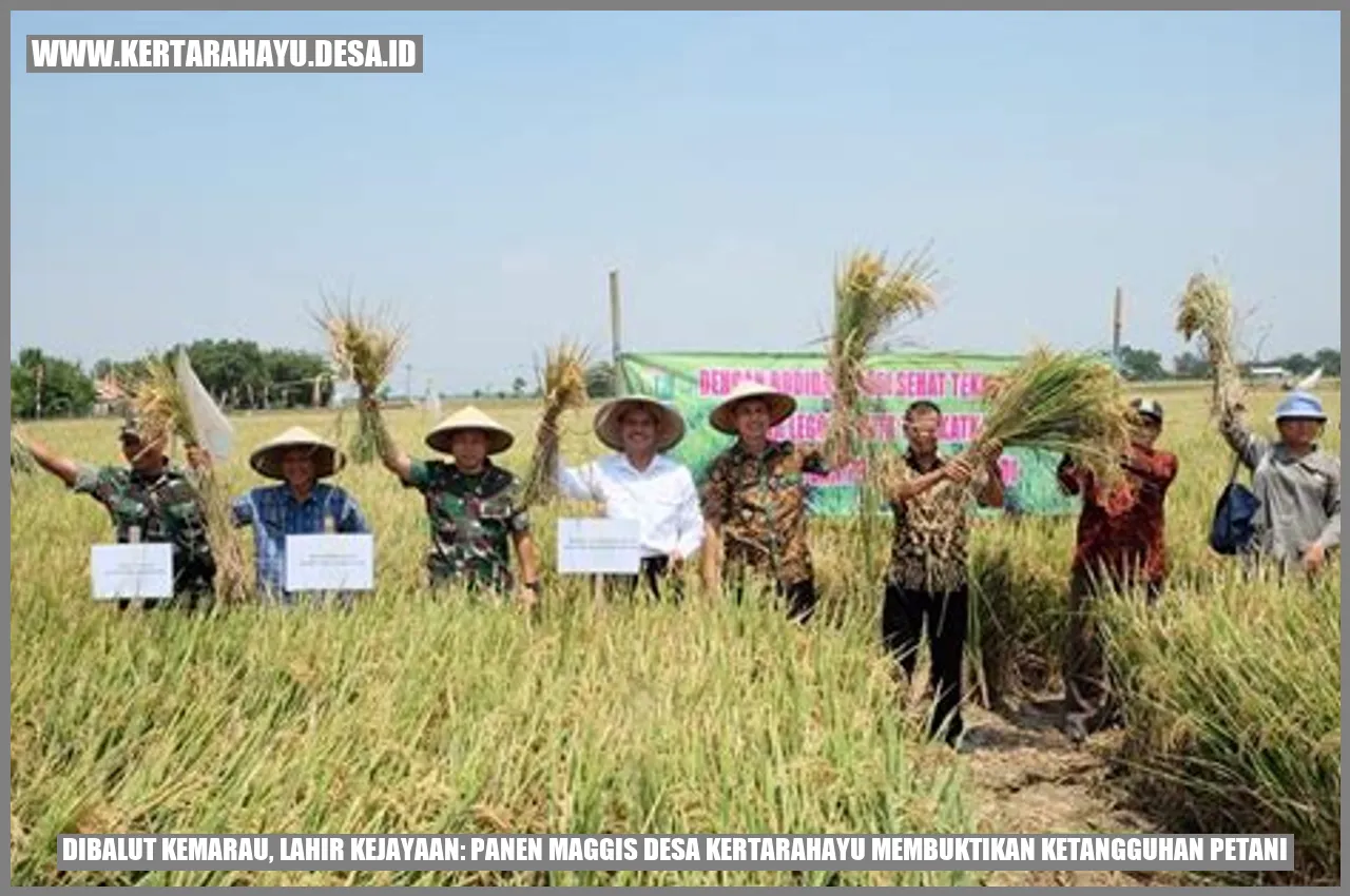 Dibalut Kemarau, Lahir Kejayaan: Panen Maggis Desa Kertarahayu Membuktikan Ketangguhan Petani