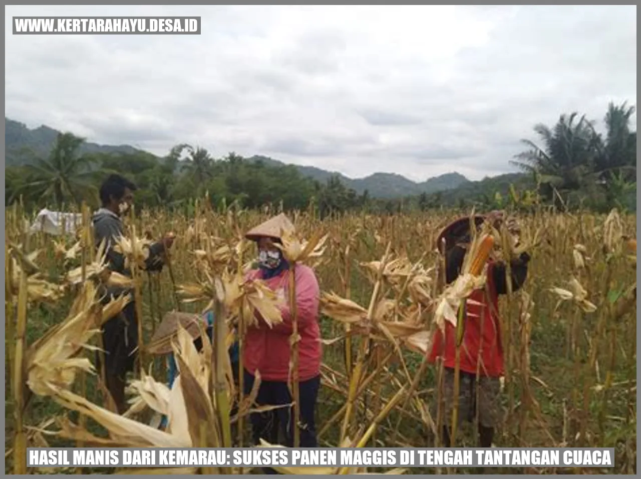 Hasil Manis dari Kemarau: Sukses Panen Maggis di Tengah Tantangan Cuaca