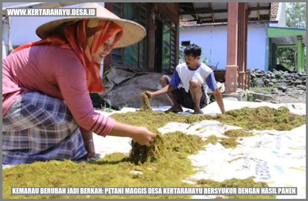 Kemarau Berubah Jadi Berkah: Petani Maggis Desa Kertarahayu Bersyukur dengan Hasil Panen