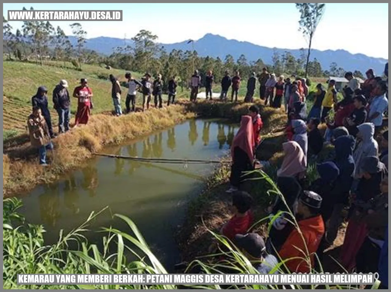 Petani Kertarahayu Menuai Berkah Kemarau