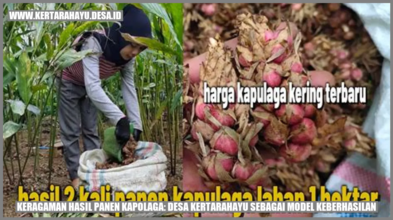 Keragaman Hasil Panen Kapolaga: Desa Kertarahayu Sebagai Model Keberhasilan