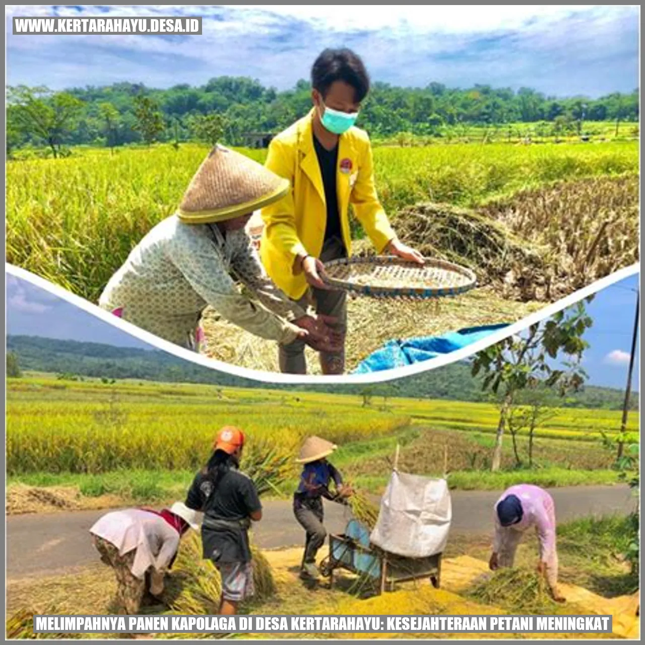 Melimpahnya Panen Kapolaga di Desa Kertarahayu: Kesejahteraan Petani Meningkat