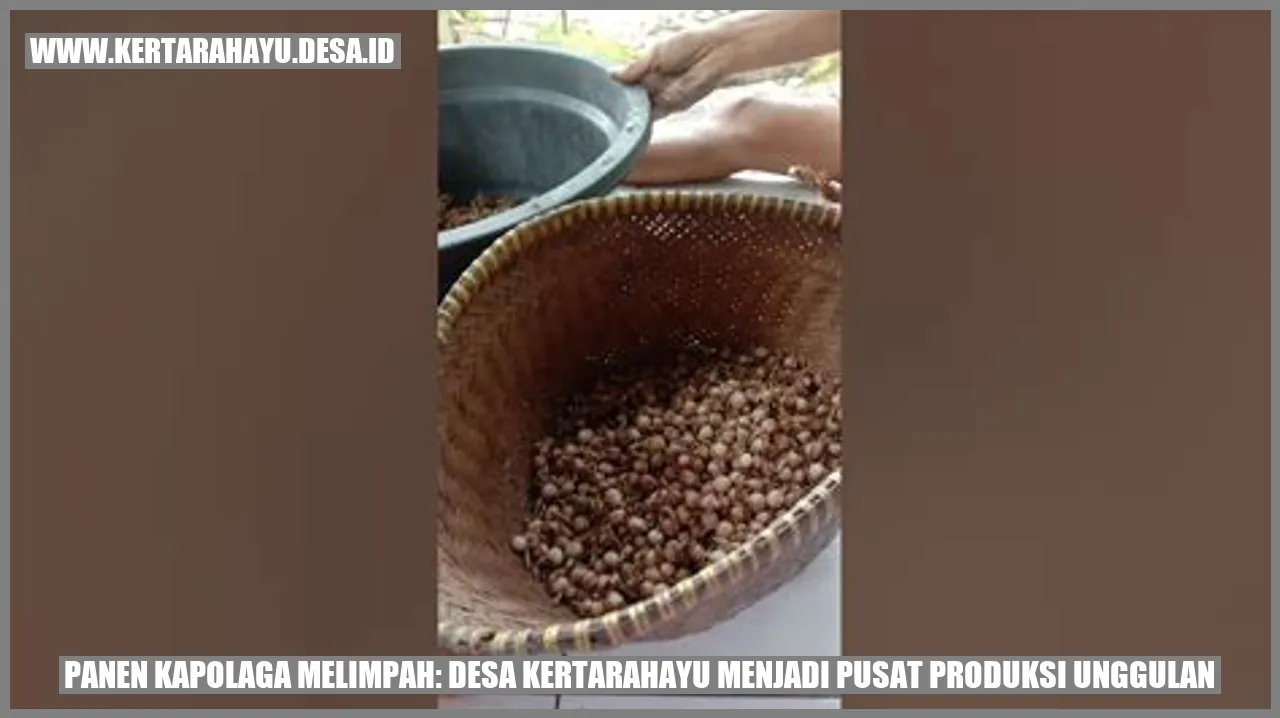 Panen Kapolaga Melimpah di Kertarahayu