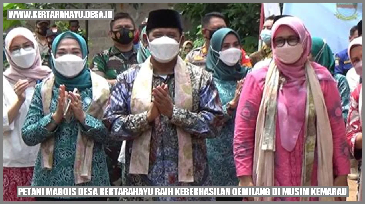 Petani Maggis Desa kertarahayu Raih Keberhasilan Gemilang di Musim Kemarau